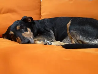 Perros-Gatos.Cuidador de mascotas-paseador canino.