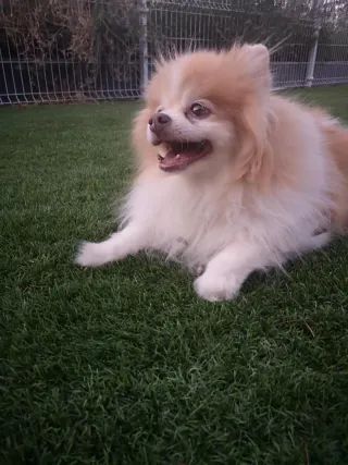 Perros-Gatos.Cuidador de mascotas-paseador canino.