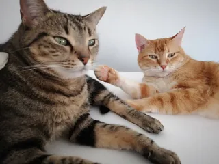 Perros-Gatos.Cuidador de mascotas-paseador canino.