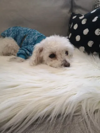 Perros-Gatos.Cuidador de mascotas-paseador canino.