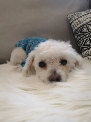 Perros-Gatos.Cuidador de mascotas-paseador canino.