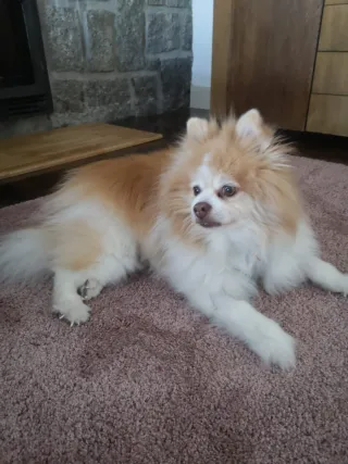 Perros-Gatos.Cuidador de mascotas-paseador canino.