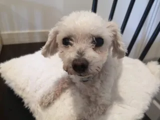 Perros-Gatos.Cuidador de mascotas-paseador canino.