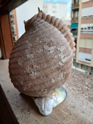 Belén artesanal en concha marina