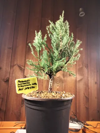 PREBONSÁI JUNÍPERO VIRGINIANA HETZ