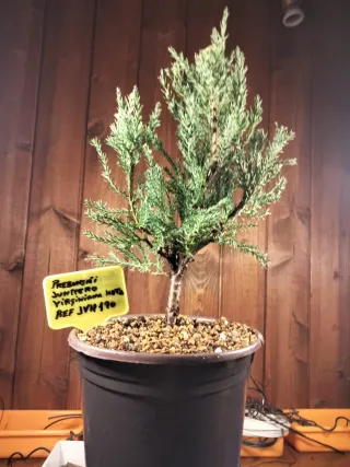 PREBONSÁI JUNÍPERO VIRGINIANA HETZ