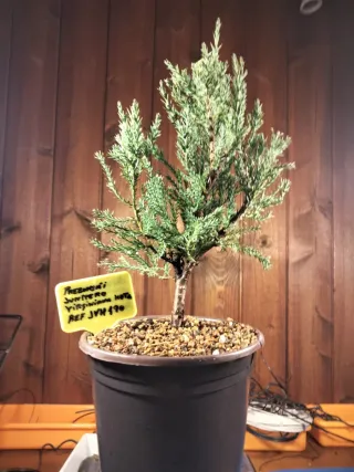 PREBONSÁI JUNÍPERO VIRGINIANA HETZ