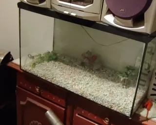 Terrario Acuario Decorado