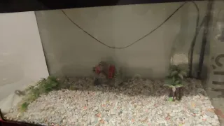 Terrario Acuario Decorado