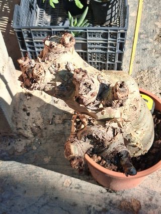 Cyphostemma jutae planta