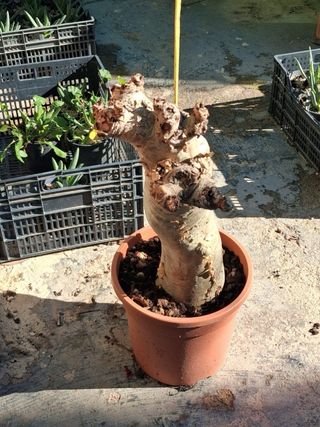 Cyphostemma jutae planta