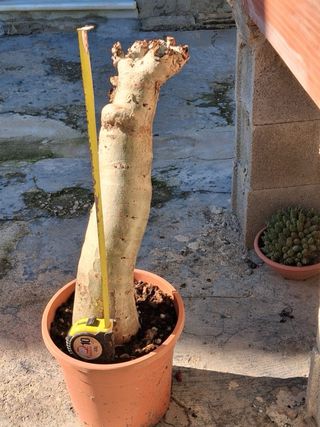 Cyphostemma jutae planta