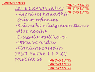 Lote de plantas crasas INMA