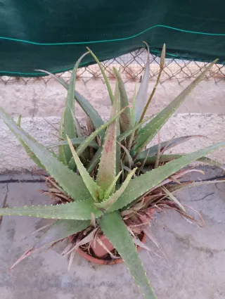 Planta Áloe Vera