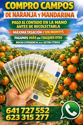 ¡¡SE COMPRA NARANJAA Y MANDARINA!!