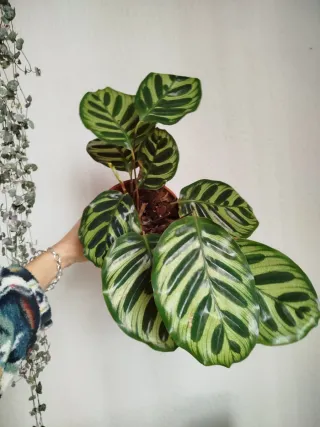 Planta Calathea Makoyana