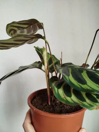 Planta Calathea Makoyana