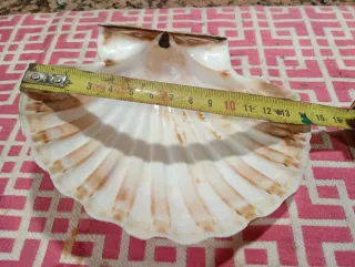 25 Vieiras naturales