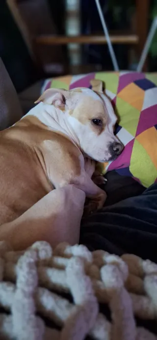 CUIDADO DE PERROS EN MI CASA, CON RESPONSABILIDAD