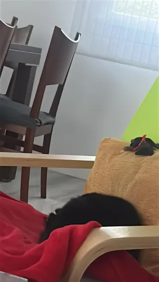 Mesa de comedor de cristal y madera