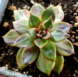 Echeveria Leopard Variegata Pianta Succulenta