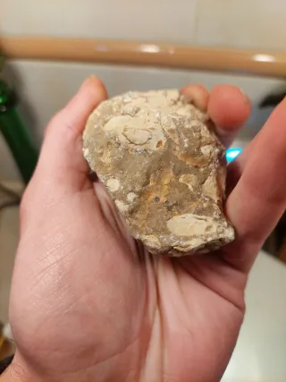 Fóssil de Coral para Limpar