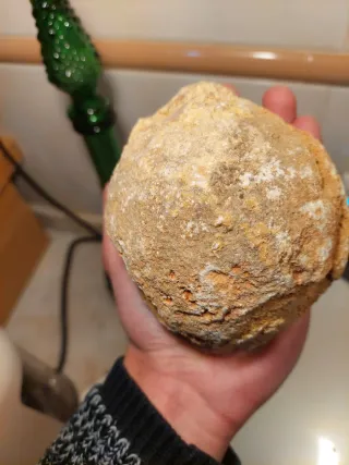 Fóssil Coral Colonial