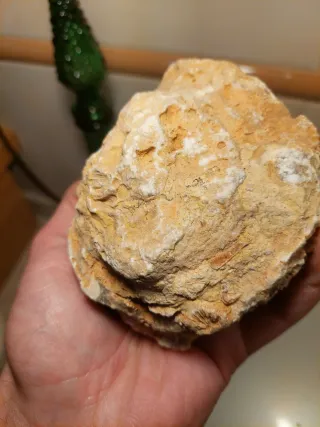 Fóssil Coral Colonial