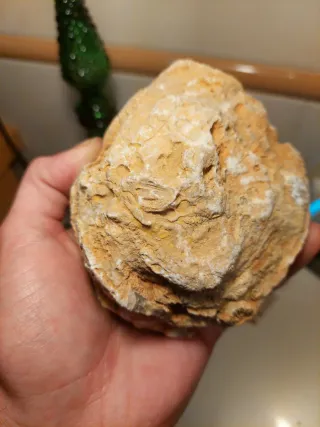 Fóssil Coral Colonial