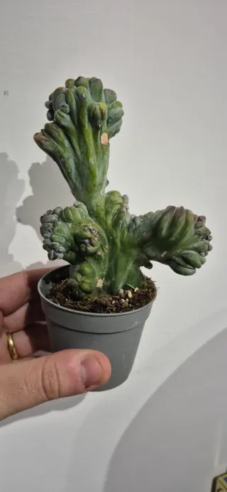 Myrtillocactus Geometrizans Crestata