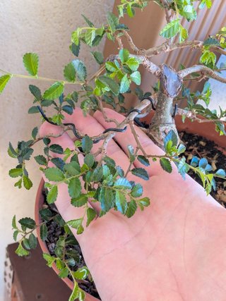 Prebonsai Zelkova