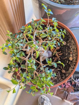 Prebonsai Zelkova