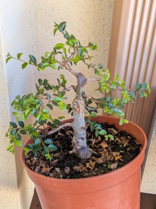Prebonsai Zelkova