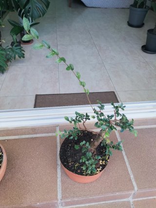 Bonsai Zelkova