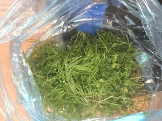 Planta de acuario Lemna minor