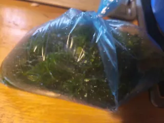 Planta de acuario Lemna minor