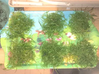 Planta de acuario Lemna minor