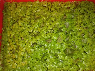 Planta de acuario Lemna minor