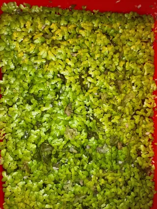 Planta de acuario Lemna minor