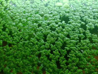 Planta de acuario Lemna minor