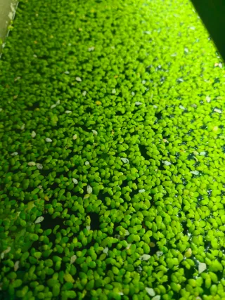 Planta de acuario Lemna minor