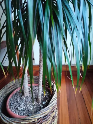 Planta de interior Dracaena