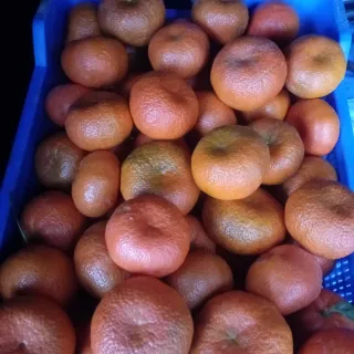 Podas e ingertas el bolo