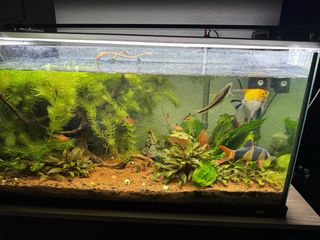 Acuario con mesa marrón