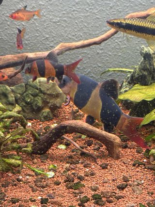 Acuario con mesa marrón