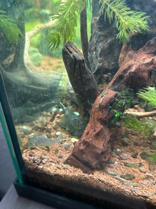 Acuario con mesa marrón