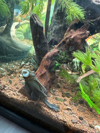 Acuario con mesa marrón