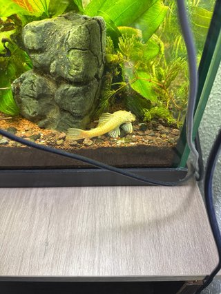 Acuario con mesa marrón