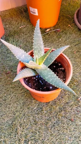 Planta Aloe Vera en maceta