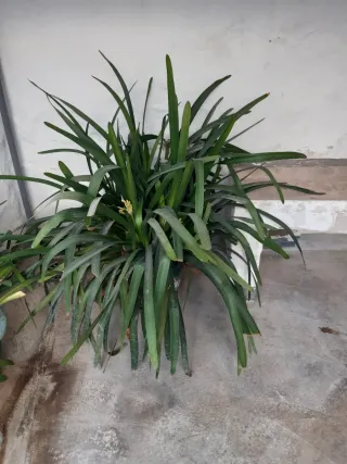 Maceta grande terracota